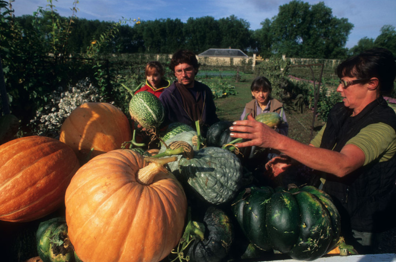 Apprendre à tenir un potager…en ville